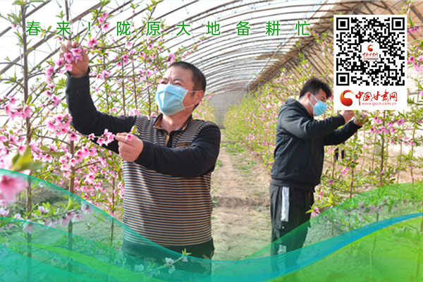 海報(bào)丨春來！隴原大地春耕忙