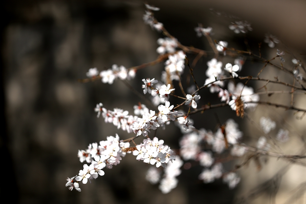海報(bào)|花開(kāi)隴原，甘肅這些景區(qū)正在復(fù)蘇！