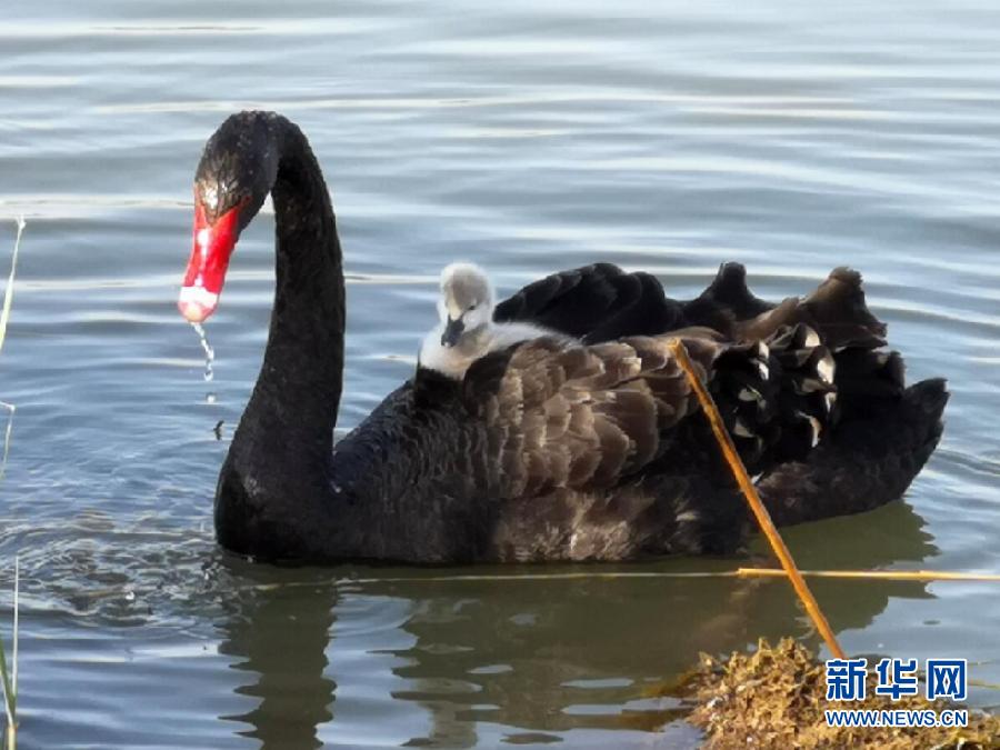 萌化了！黑天鵝寶寶出窩“游湖”