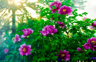 【“甘味”故事】“百花王”駕到！國色傾城正當(dāng)時