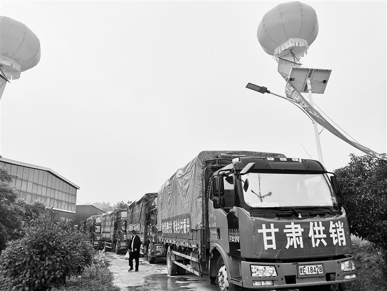 天水花牛蘋(píng)果熱銷(xiāo)廣州