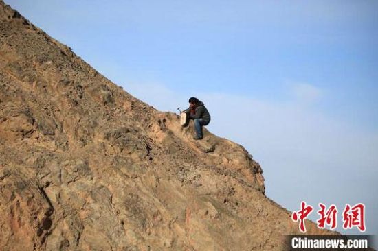 圖為敦煌“80后”畫家張杰龍?jiān)诙鼗腿Ｉ嚼锊杉V石顏料。(資料圖)受訪者供圖