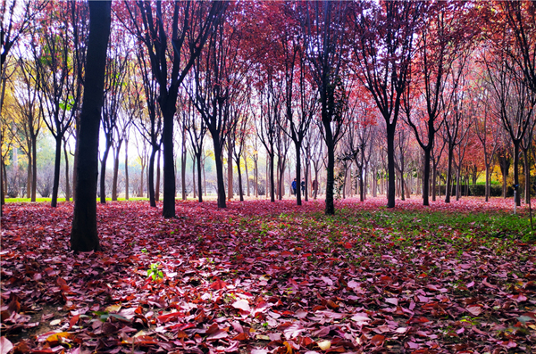 【“醉”美深秋 】深秋，請(qǐng)到蘭州這片紅葉林里走走