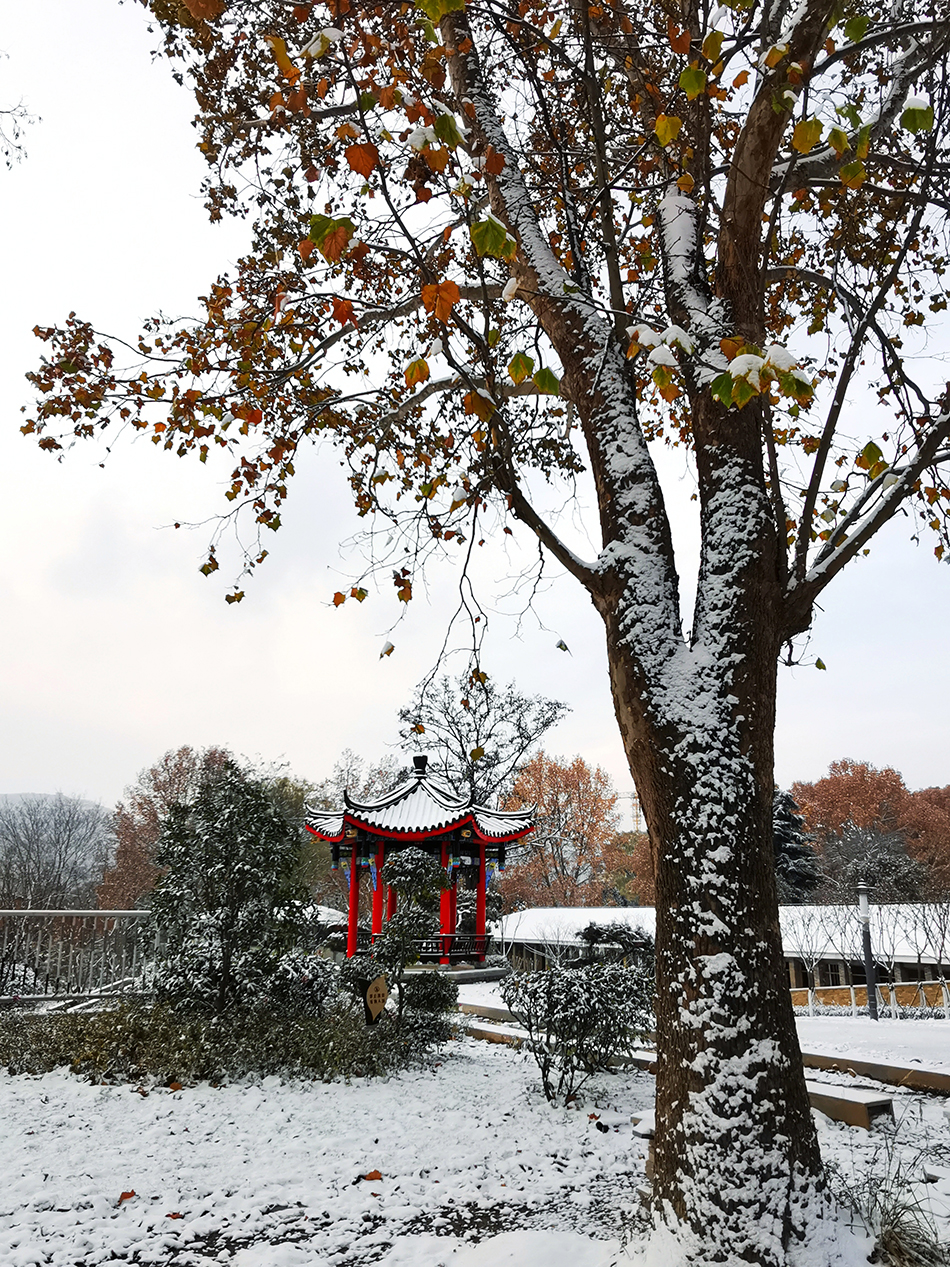 高清大圖|天水弘文園初雪，你喜歡嗎？