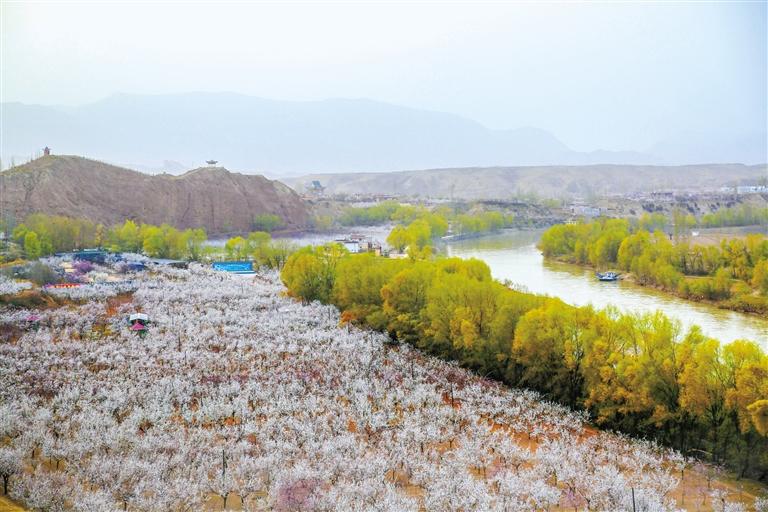 甘肅旅游丨唐汪杏花開 楚楚等君來 在這里賞花看丹霞，美哉！