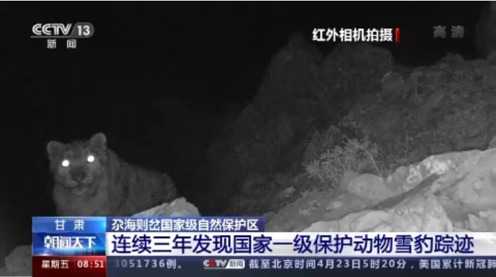 “大貓”出沒！甘肅尕海則岔保護區(qū)連續(xù)三年發(fā)現(xiàn)雪豹蹤跡