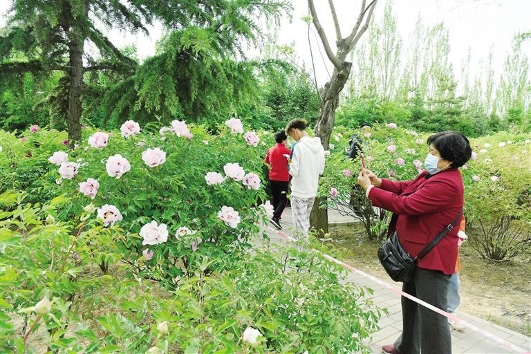 臨夏市北濱河路60里牡丹長廊里不同品種、顏色各異的牡丹花爭奇斗艷
