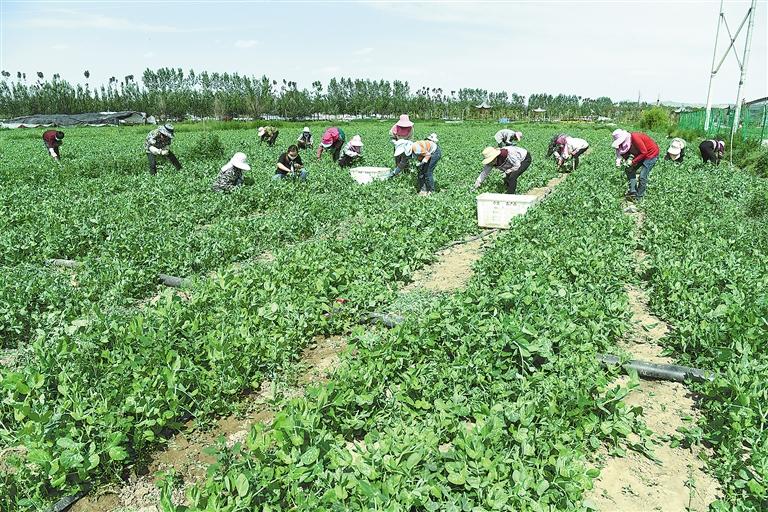 臨夏縣百益現(xiàn)代農(nóng)業(yè)公司種植的500多畝豌豆苗、甜豆等進入豐產(chǎn)期
