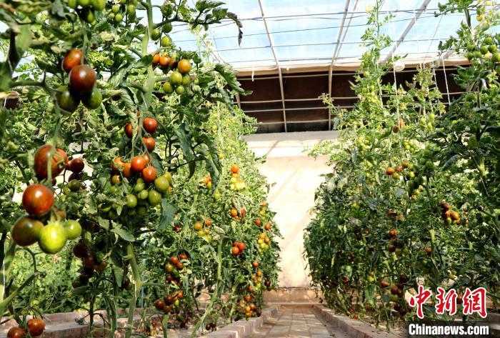 12月14日，甘肅省武威市民勤縣紅旗谷現(xiàn)代農(nóng)業(yè)產(chǎn)業(yè)園，溫棚內(nèi)“水果西紅柿”長勢良好?！●R愛彬 攝