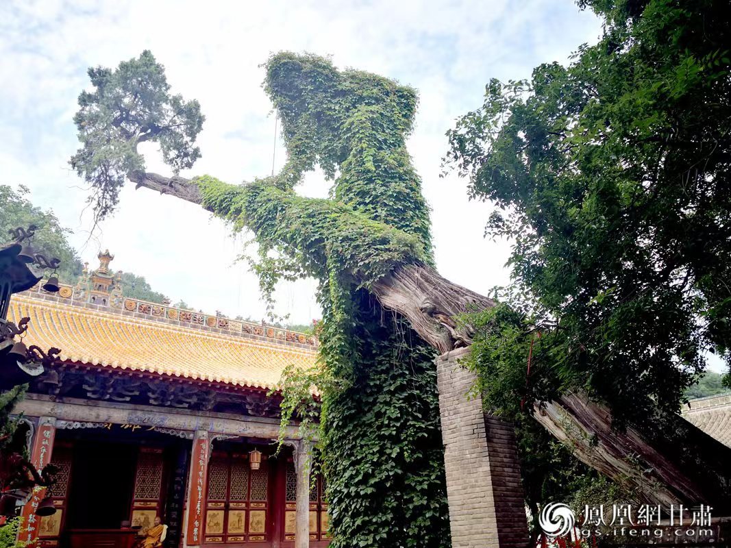“山頭南郭寺，水號北流泉。老樹空庭得，清渠一邑傳。”杜甫詩中的“老樹”，指的就是這株春秋古柏，為南郭寺的“鎮(zhèn)寺之寶”。胡江 攝
