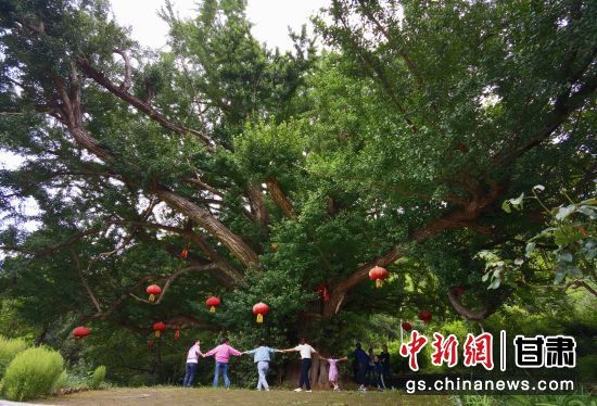 隴南徽縣境內(nèi)最古老的銀杏樹。當(dāng)?shù)貍髡f，它已有千年樹齡。（資料圖）殷春永 攝