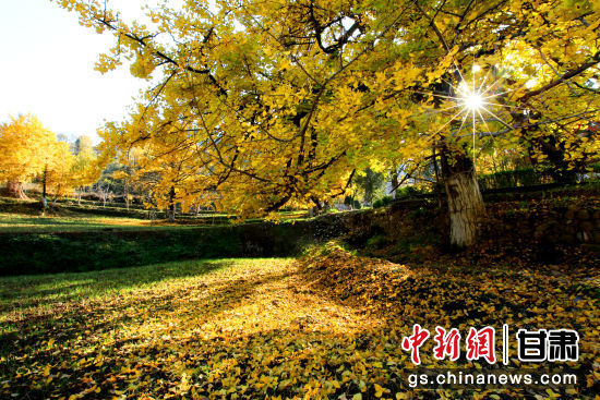 隴南徽縣銀杏樹最美的時候，當(dāng)屬每年的10月至11月。圖為樹葉已染黃的銀杏樹。張承榮 攝