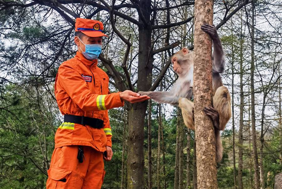 【甘快看】嗨！你好！甘肅隴南森林消防員巡護途中偶遇野生獼猴群