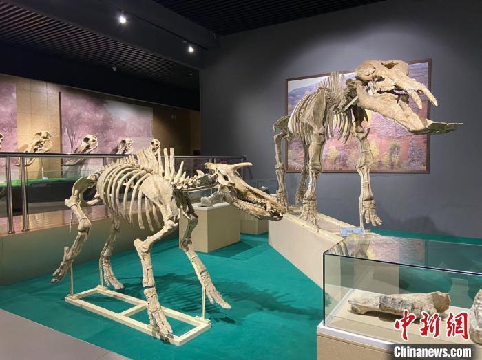 圖為5月底，和政縣古動物化石博物館內(nèi)修復(fù)后的古生物化石?！「哒?攝
