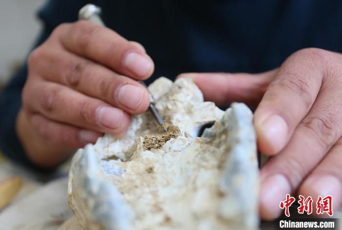 2022年6月，在和政古動物化石博物館內(nèi)，古生物化石修復(fù)師對化石進行修復(fù)。(資料圖) 高展 攝