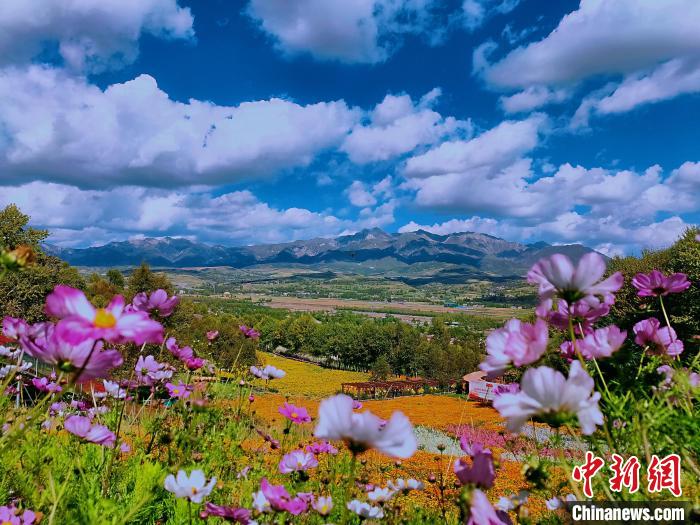 圖為盛夏時節(jié)的油嘴灣“花海”?！∈茉L者供圖