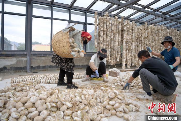 5月10日，甘肅省甘南藏族自治州迭部縣一青稞酒廠，工作人員用青稞面和青稞草等制成的曲坯用繩子串起來，方便掛起來曬干。九美旦增　攝