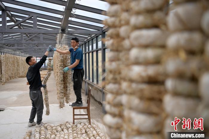 圖為5月10日，工作人員將用青稞面和青稞草等制成的曲坯用繩子串起來晾曬。九美旦增　攝