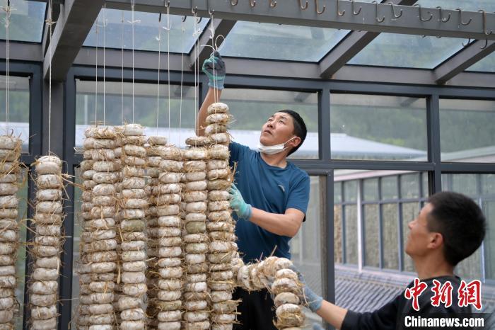 圖為5月10日，工作人員將用青稞面和青稞草等制成的曲坯用繩子串起來晾曬。九美旦增　攝