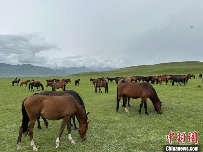 7月中旬，在山丹馬場草原上吃草的“山丹馬”?！〈魑牟?攝