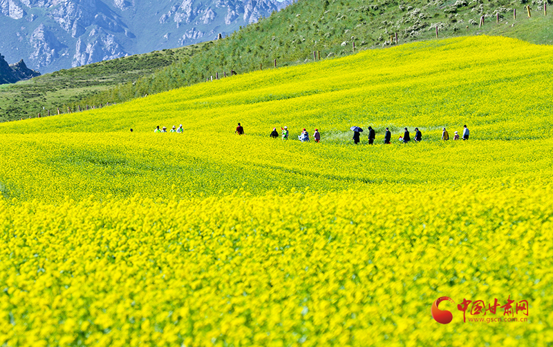 民樂(lè)：油菜花開(kāi)引客來(lái) 農(nóng)旅融合促發(fā)展
