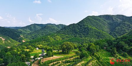 平?jīng)龀缧牛菏⑾臅r(shí)節(jié) 古槐花開(kāi)