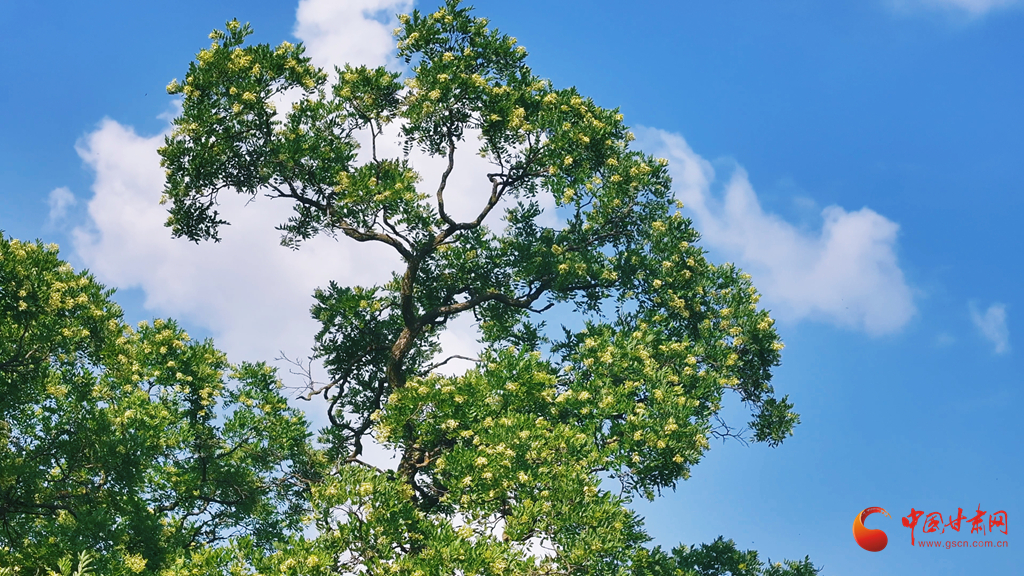 平?jīng)龀缧牛菏⑾臅r(shí)節(jié) 古槐花開(kāi)